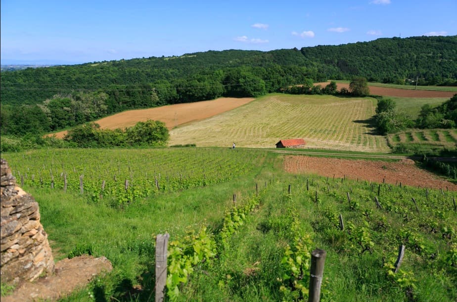 Saint-Romain-Au-Mont-D'or — Située au cœur du village de Saint-Romain-au-Mont-d'Or, à une dizaine de kilomètres au nord-ouest de... — Miniature 2