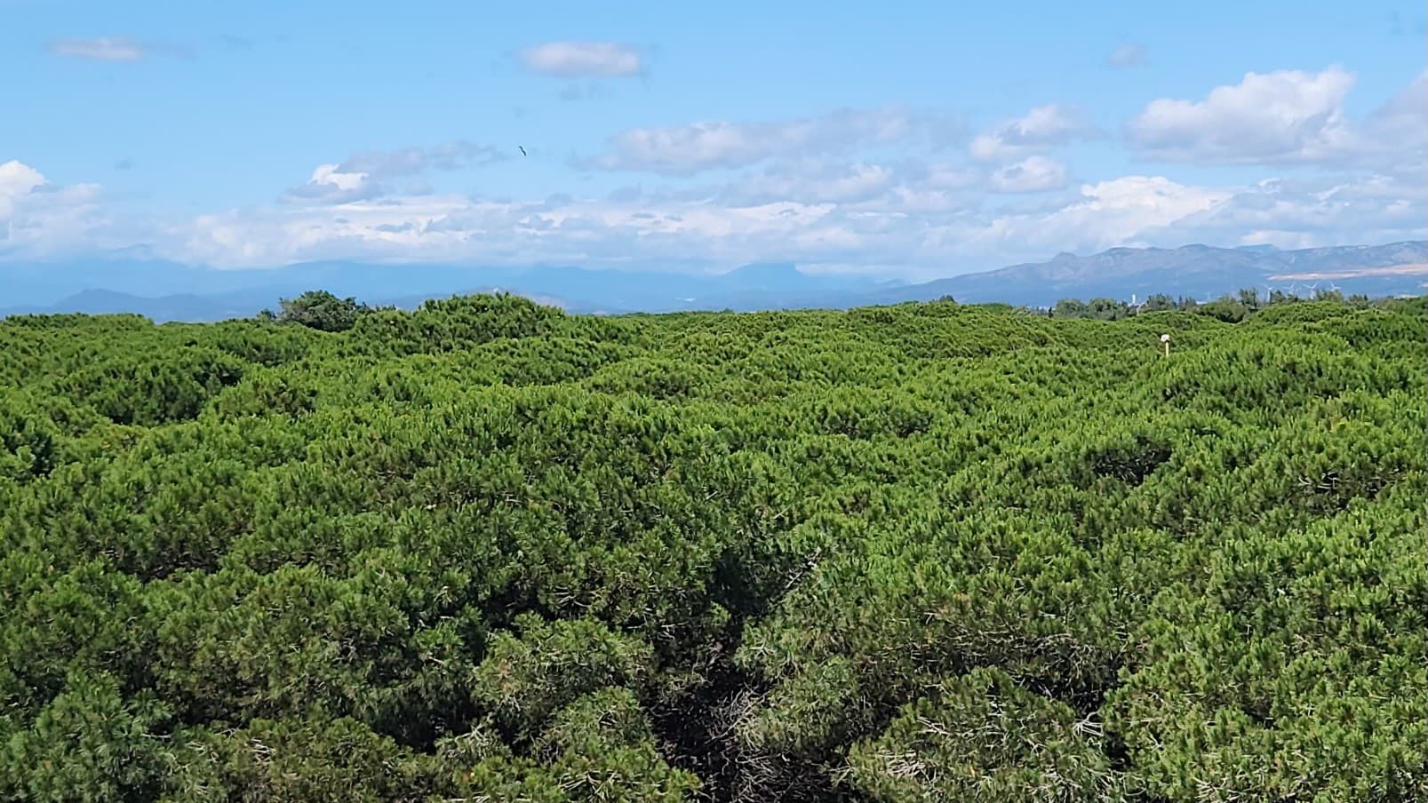 le Barcarès — Située à la pointe sud du Barcarès, cette résidence bénéficie d’un emplacement privilégié au cœur d’... — Miniature 7