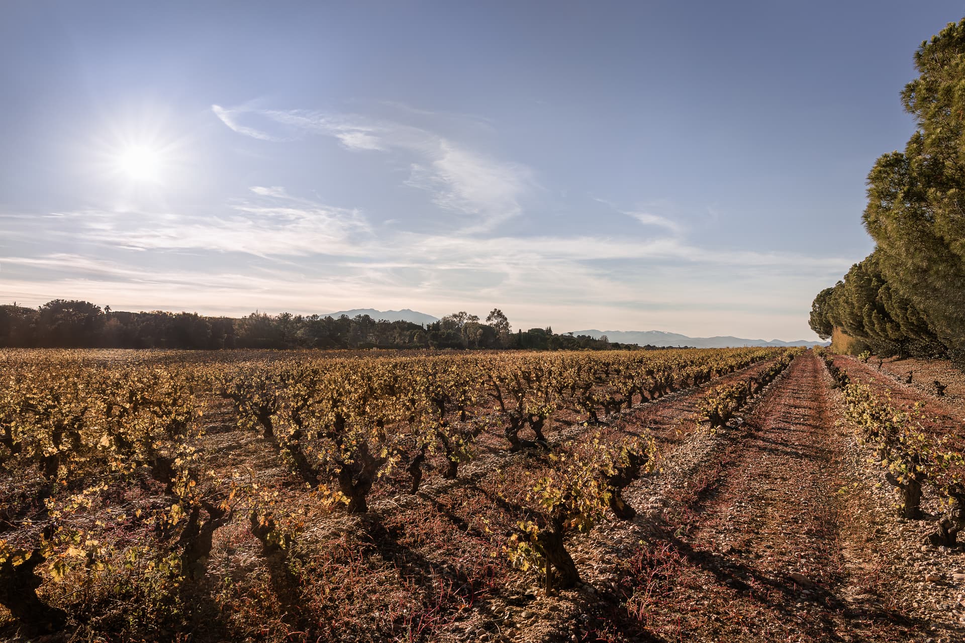 Perpignan — Situé dans le secteur prisé du Mas Llaro, cet ensemble se compose de 12 parcelles spacieuses, dont l...